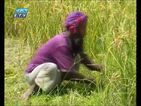 শেরপুরে ফিরেছে আউশ আবাদের সুদিন