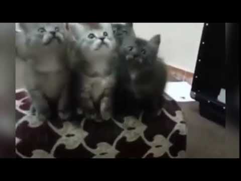 The Number One Reason You Should Do KIKI