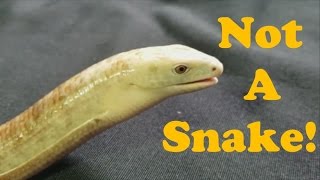 Legless Lizards! Facts and Care Tips