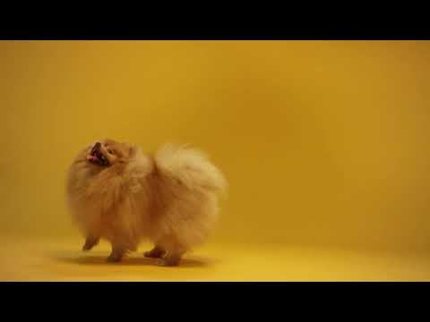 Goumi #shorts #cutedogs #cuteanimals #cutebabydogfunn @animalkidsfunn🐶jaya