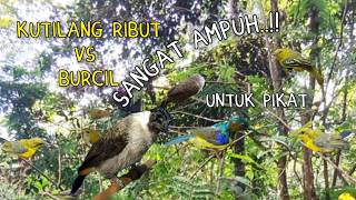 Download lagu Suara Ribut Kutilang Vs Burcil Sangat Ampuh mp3 Download lagu Suara Ribut Kutilang Vs Burcil Sangat Ampuh mp3