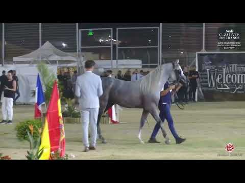 N 140 MAZYON AL NAYEF   Azez Arabian Horse Show 2025   Straight Egyptian   Stallions 4 5 Years Old 2
