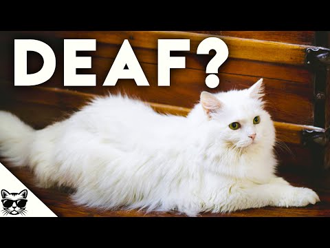 YouTube video about The Truth About White Cats: They're Not Albino!