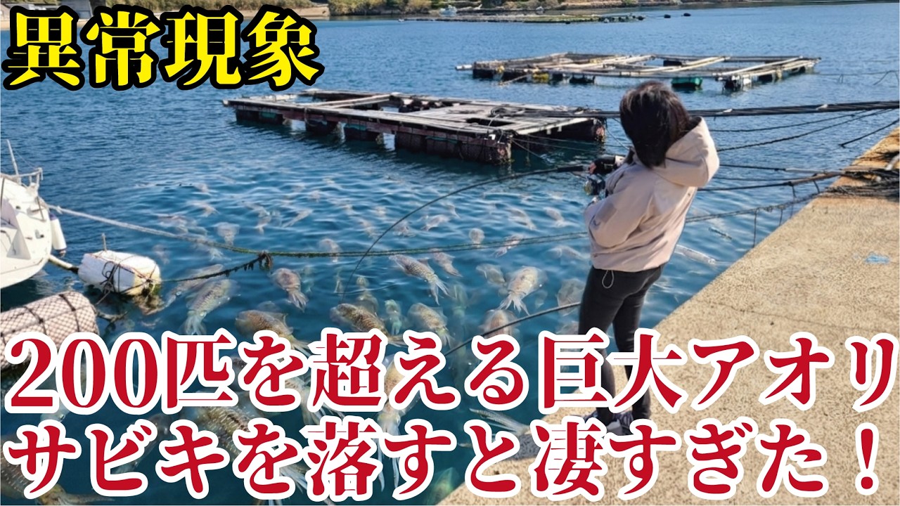 異常現象】堤防際の200匹は超えるアオリイカその中にサビキを落としたら！とんでもない怪物が現れた