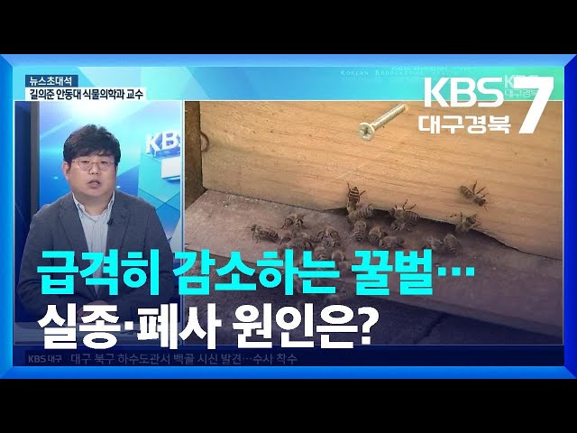 [뉴스초대석] 급격히 감소하는 꿀벌…실종·폐사 원인은? (길의준 교수 출연)