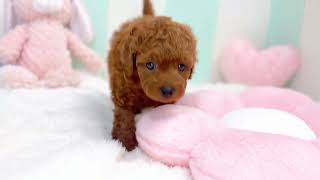 トイプードルの動画01