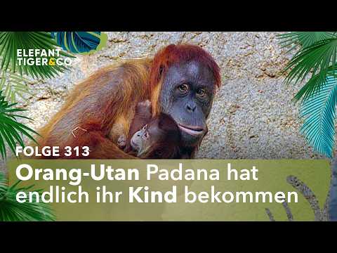 Das Orang-Utan Baby ist da! (Folge 313) | Elefant, Tiger & Co. | MDR