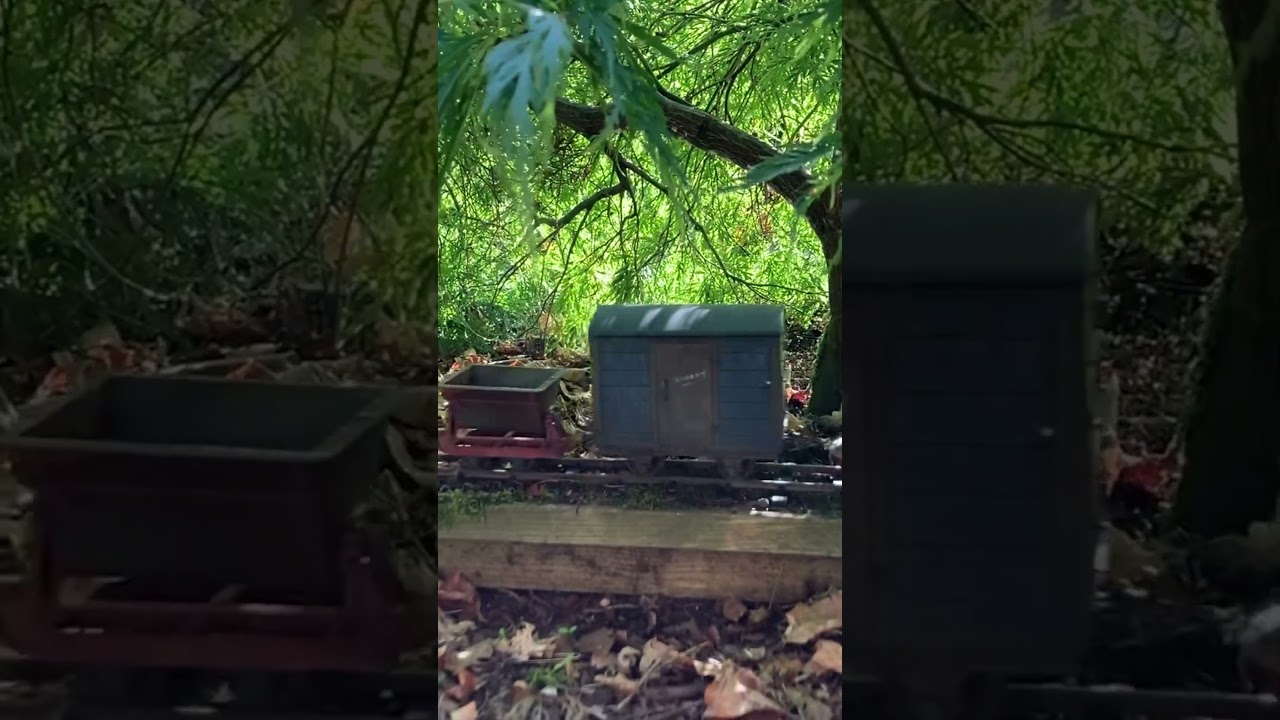 Garden #train spotting 3 Sunlight glinting through the trees #gardenrailroad #sm32 #gardenrailroad