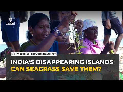 India's disappearing islands turn to seagrass to fight rising seas