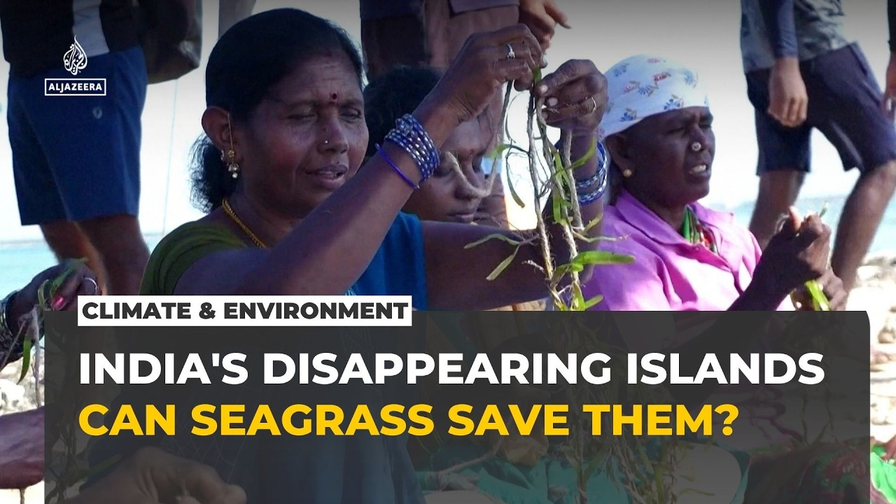 India's disappearing islands turn to seagrass to fight rising seas