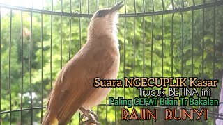 Download lagu Trucuk BETINA memanggil jantan Suara KESUKAAN untuk Pancingan Trucukan gacor jantan BAHAN mp3