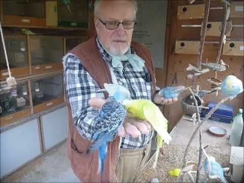 2017 12 14 Knaulgras