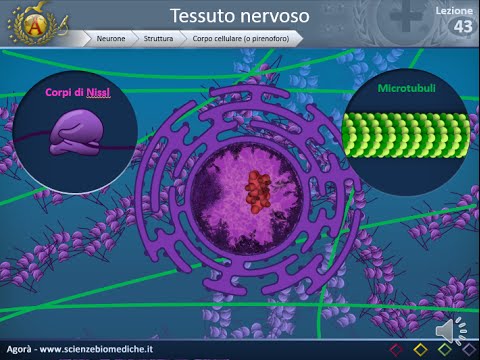 Istologia 43 - Neuroni