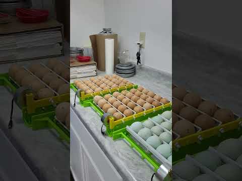 Wrather Farms Brooder House Tour