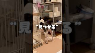 見つかる