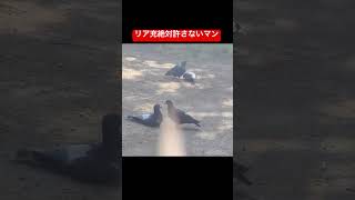 カップルを絶対許さない鳩いて草