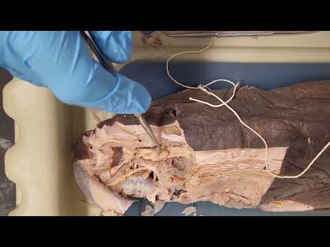 Dogfish shark nervous system anatomy