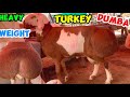 Heavy Weight Dumba In Gujranwala Mandi Qurbani 2025 Bakra Mandi By Zeeshan Mughal