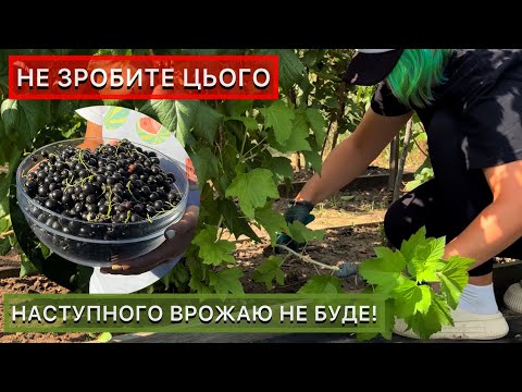 Догляд за чорною смородиною після збору врожаю