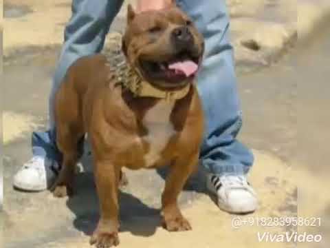 Top American bully in punjab