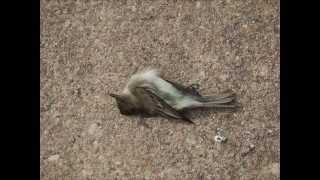 You Swam by Infinity Crush