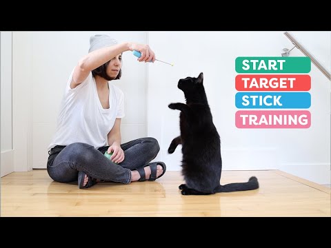 Target Stick Training For Cats: Three methods to start