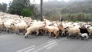 preview picture of video 'Algarvia goats, Porches, Lagoa, Algarve, Portugal, Europe'