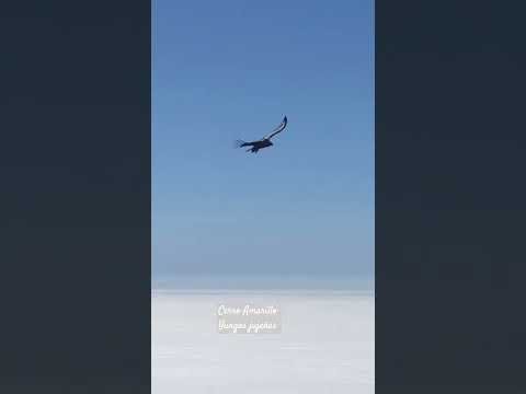 Cerro amarillo. Calilegua,  Jujuy,  Argentina,  r3cibidos por ssros hermosos Cóndores...