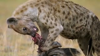 Hunt Unfolds: Hyenas vs Lion, Warthog, Leopard & Wildebeest