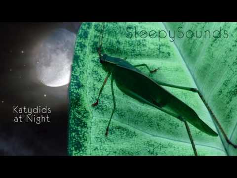 Katydids at Night – 9 Hour Sleep Sound – Katydids and Crickets
