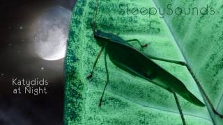 Katydids at Night – 9 Hour Sleep Sound – Katydids and Crickets