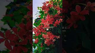 Download lagu SUBHANALLAH SONG LYRICAL SHORT FOR WHATSAPP ๐ฅฐ๐ค #shilparao mp3 Download lagu SUBHANALLAH SONG LYRICAL SHORT FOR WHATSAPP ๐ฅฐ๐ค #shilparao mp3