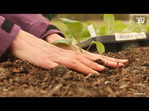 Corker's Quality Mushroom Compost