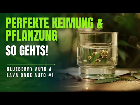 Germinating & planting cannabis seeds - water glass + damp cloths