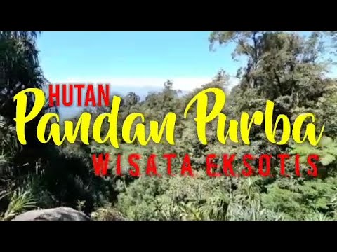 HUTAN PANDAN PURBA | WISATA EKSOTIS DI KOTA PAGARALAM