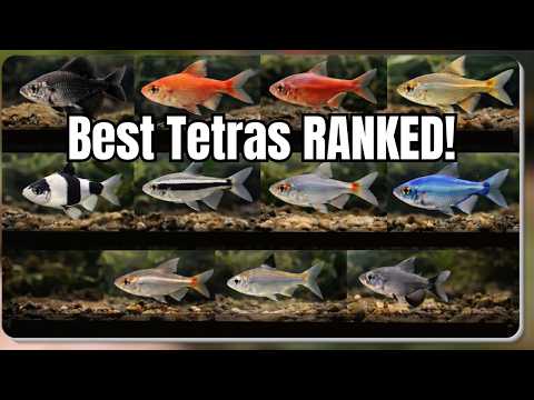 31 Types of Tetra Fish Ranked: From Chill to Show-Stopping!