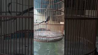 Download lagu tembakan murai mengerikan kuntilanak single ketawa #muraibatu #kicaumania #animal #gereja #bird mp3