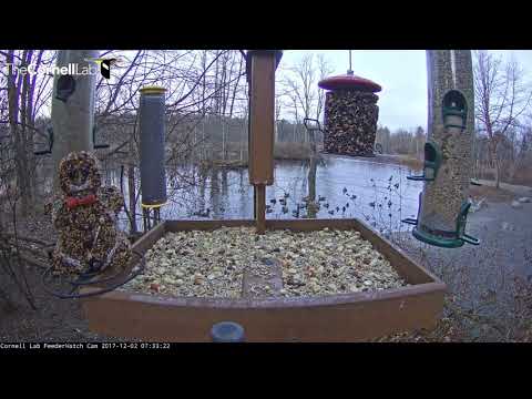 Video 2017 12 02 073259  Red tailed Hawk at Feeder   marked