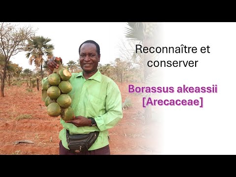 ASMA Borassus akeassii AS121