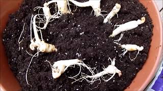 How to grow ginseng plants indoors: Day 0