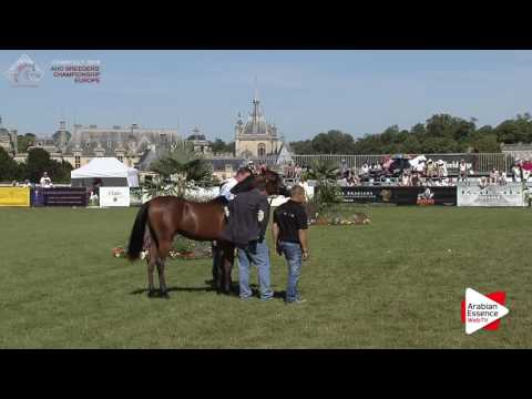 GOLD - N.63 AL PICASSO - Chantilly 2016 ABCE - Yearling Colts Championship (Class 14)
