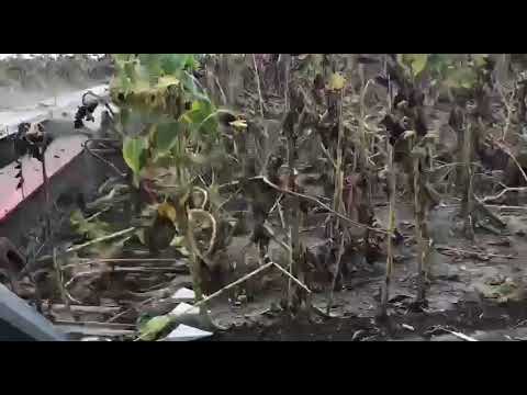Down sunflower crop harvesting with NARDI SUNSTORM head.