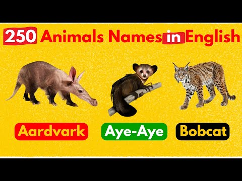 250 Wild Animal Names in English with Pictures | Basic English Vocabulary of Animals Name