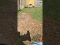 Gimzo And Prissy Playing Outside