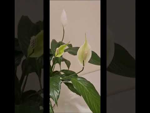 Habib bakery Beautiful view #cake #cakedecorating #trendingshorts #fypage #beautiful #bakery #dubai