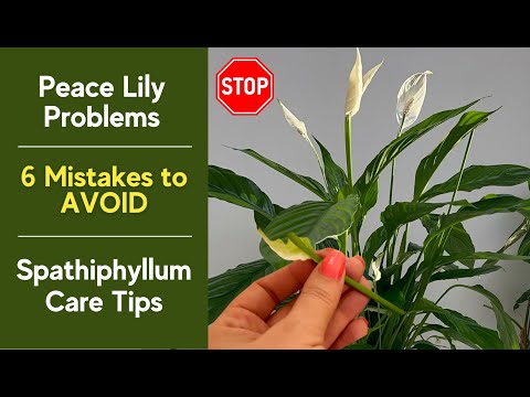 ✅ Peace Lily Problems ❌ 6 Mistakes to AVOID + Spathiphyllum Care Tips