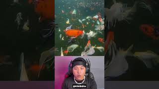 Download lagu Thought it was a rock but it turned out to be a turtle guarded by the Fish Kingdom 😱 #shorts mp3 Download lagu Thought it was a rock but it turned out to be a turtle guarded by the Fish Kingdom 😱 #shorts mp3