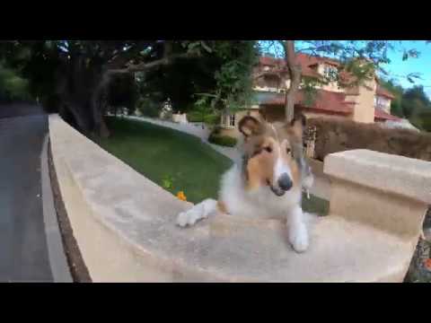 Four Large Rough Collies Chase After Me and Bark!