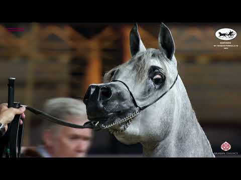 N 194 BASHEER AL WAAB   Katara Int  Arabian Peninsula Horse Show 2022   Stallions 4 to 6 Years Old C