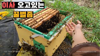 올해 처음으로 벌줍했습니다. 그런데 이거.. 내 벌인데?